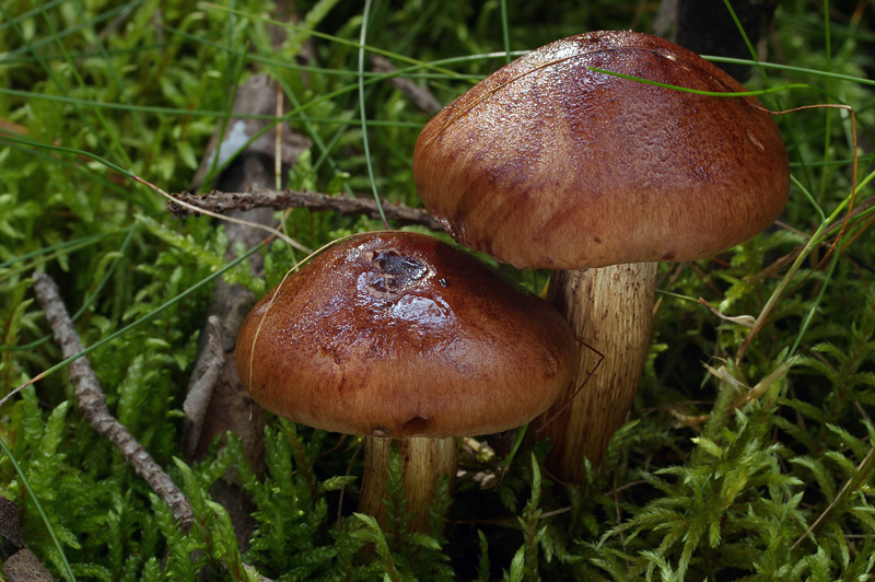 Tricholoma fulvum